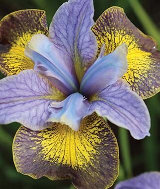 Iris - sibirica Uncorked